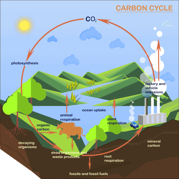 Carbon Cycle shutterstock 658398019 преобразованный 1