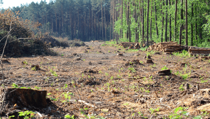 reducing carrying capacity through deforestation