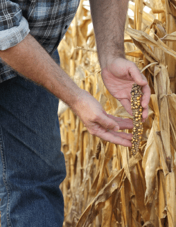 drought-damaged corn