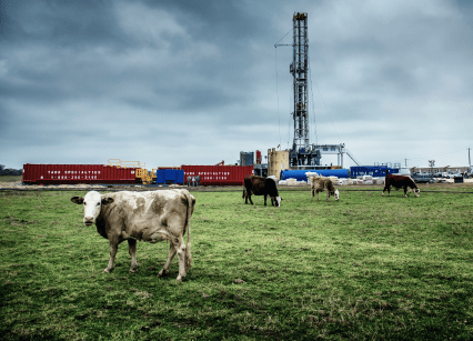 fracking rig in cow field